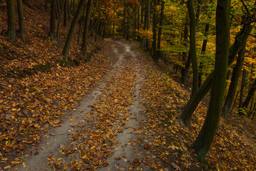 Colorful, magical and mysterious autumn in forest. Amazing colors of leaves both on trees and fallen down. Beautiful foliage, peaceful, relaxing, quiet. Very popular season for trips and hiking.