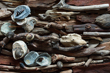 Dramatic composition of dead marine items over driftwood background.