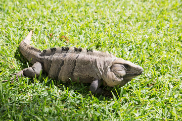 Mexican iguana. Cancun park