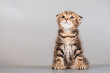 cat, kitten, animal,  cute, baby, small,  young, kitty, portrait, kittens, grey, eyes, tabby, animals, beautiful