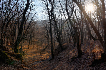 Spring forest and sun