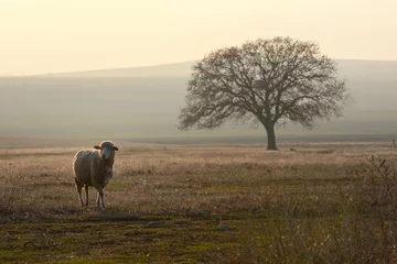 Fotobehang One sheep on field © Laurentiu Iordache