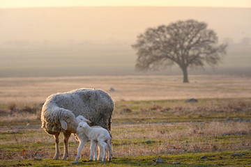 Sheep and two lambs