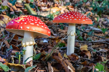 Group of Two Fly Agaric Fungi (Amanita muscaria) Growing in a Birch Wood. Great Torrington, Devon, England.