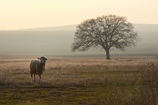 One sheep on field