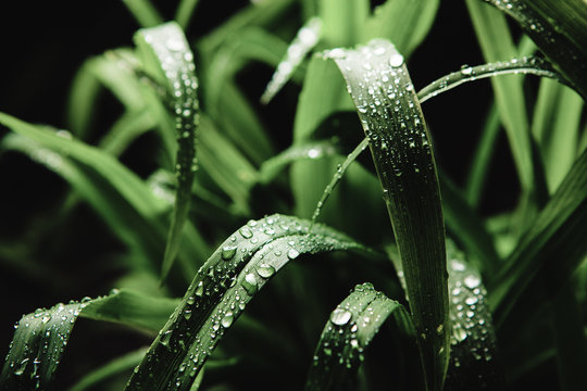 Close Up Image Of Cymbopogon Nardus On Black Background, After Rain.