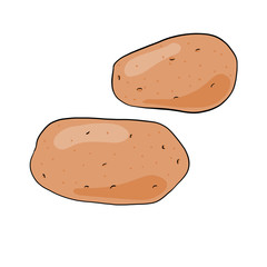 The potato tubers. Hand drawn illustration isolated on white background.
