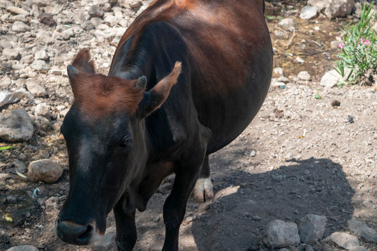 kurdistan cow