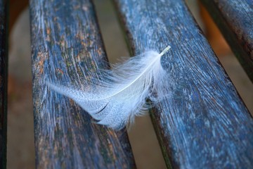 white soft feather 