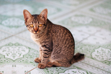 Cute brown stripe Thai cat sit and looking at camera 