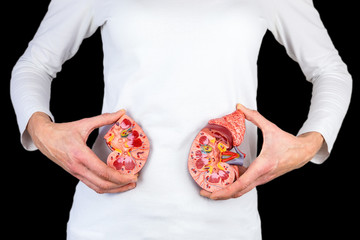 Woman holding kidney model at white body