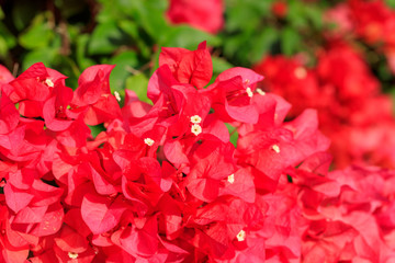 Flower blooming in Chichijima - Red Bougainvillea