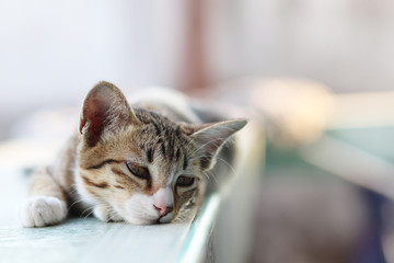Cute stripe cat lay down on the bench with lonely eyes and copy space