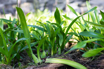 Obraz premium Fresh Orchids plants in orchid nursery