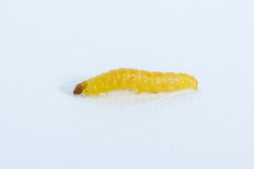 Worm isolated on white background