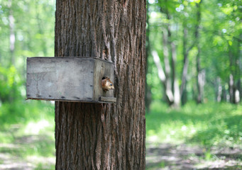Funny and curious squirrel is in the trough, in a birdhouse in green forest in a park.