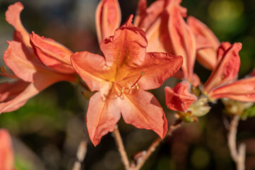 Close up of orange rhododendron flowers in sunlight