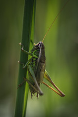 Large green grasshopper in sunlight, clinging to a straw