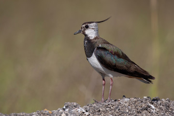 Northern Lapwing animal