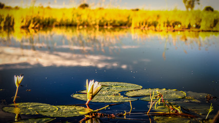 Fototapeta na wymiar Im Okavangodelta
