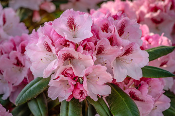 Blooming Rhododendron bush overwhelmed with pink flowers