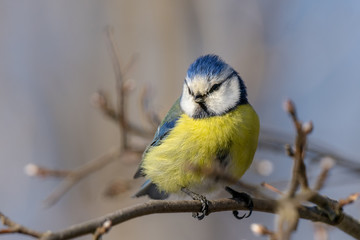 Close up of a blue tit in spring sunshine