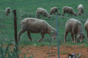 Sheeps on australian shire. Farm in Perth, WA.