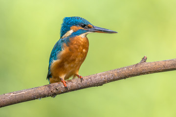 European kingfisher perched on branch with colorful background