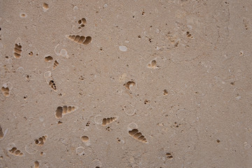 coquina background old fossil
