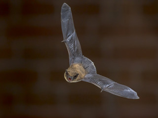 Flying Pipistrelle bat in front of brick wall