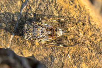 Cicada insect camouflage