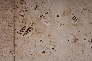 coquina background old fossil