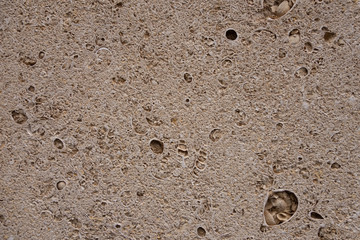 Fototapeta na wymiar coquina background old fossil