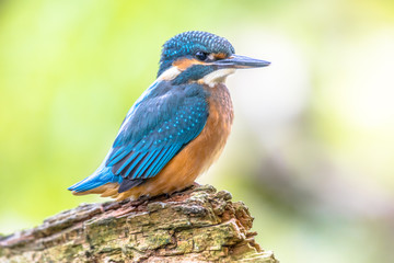 European Kingfisher waiting on log