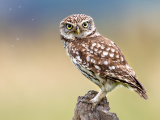 Little Owl perched on log
