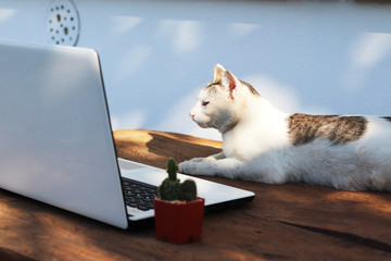Smart cute white cat employee look at the screen of notebook for work and thinking , abstract funny business picture