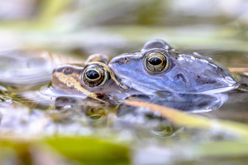 Moor frog couple in water