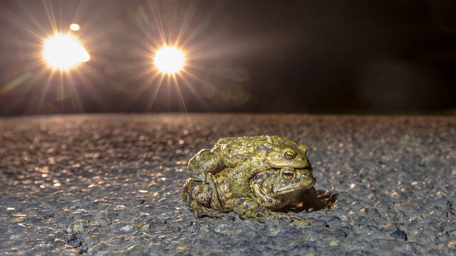 Mating common toads  crossing road at night