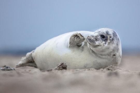 Baby Seal Images – Browse 59,672 Stock Photos, Vectors, and Video | Adobe  Stock