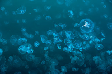 Jellyfish on a blue background with turquoise light