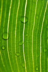 HOJAS EN MACRO CON ROCÍO