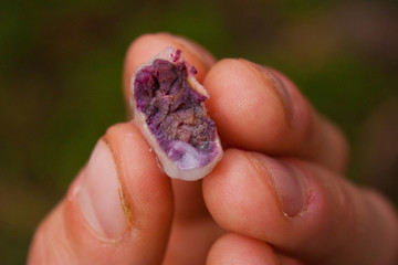 Sample of freshly picked cocoa bean in Costarica