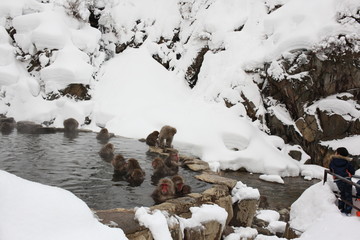 Monkey in Nagano Prefecture of Japan