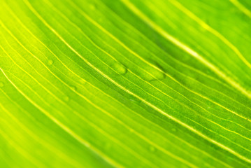 HOJAS EN MACRO CON ROCÍO