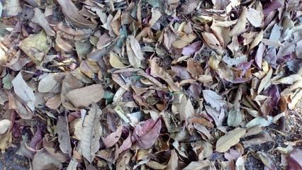 Abstract background of dry leaves...