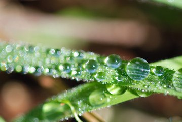 HOJAS EN MACRO CON ROCÍO