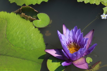 purple water lily in pond