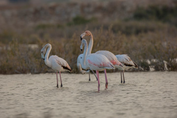 Naklejka premium Greater Flamingo bird