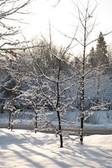 Trees covered with snow