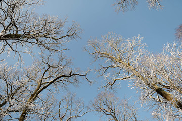 Trees covered with snow